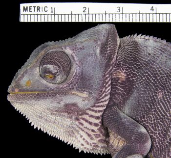Media type: image; Herpetology R-13341
